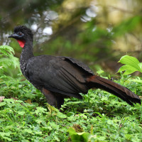 Crested Guan